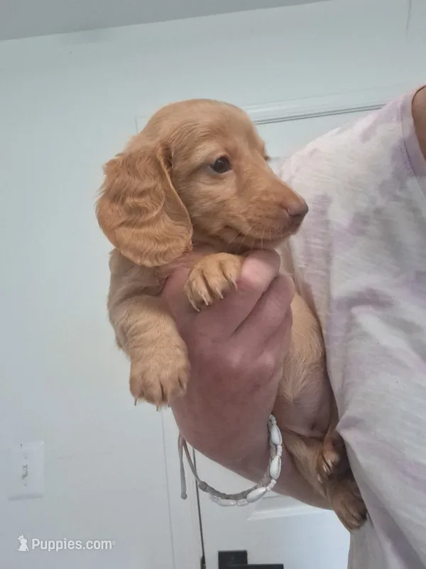 Tiki – Miniature Dachshund puppy for sale in Doswell, VA
