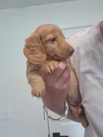 Tiki, a female Miniature Dachshund for sale in Doswell, VA – 1 of 3