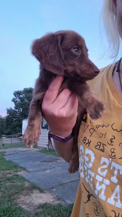Kitkat - chocolate longhair boy, a male Miniature Dachshund for sale in Doswell, VA – 6 of 6