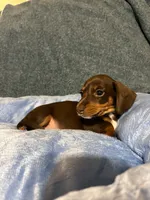 Mocha, a female Miniature Dachshund for sale in Doswell, VA – 3 of 4