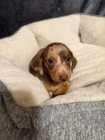 Coco, a female Miniature Dachshund for sale in Doswell, VA – 5 of 7