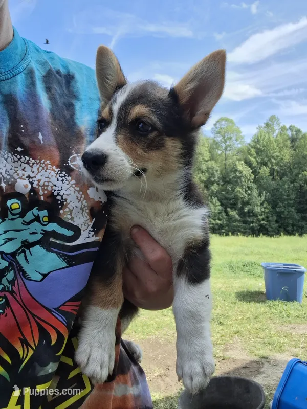 Zeke – Pembroke Welsh Corgi puppy for sale in Doswell, VA