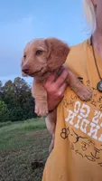 Marshall - cream longhair boy, a male Miniature Dachshund for sale in Doswell, VA – 3 of 8