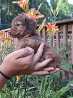 Kendall , a female Miniature Dachshund for sale in Doswell, VA – 8 of 8