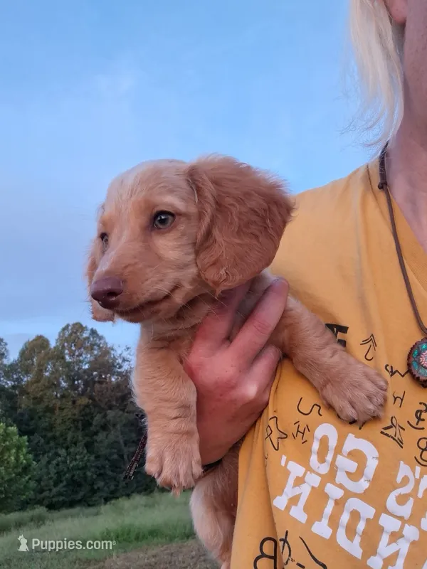 Marshall - cream longhair boy – Miniature Dachshund puppy for sale in Doswell, VA