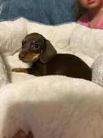 Rolo, a female Miniature Dachshund for sale in Doswell, VA – 2 of 3