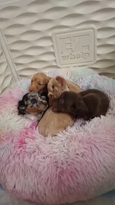 Maxwell, a male Miniature Dachshund for sale in Doswell, VA – 7 of 8