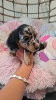 Maxwell, a male Miniature Dachshund for sale in Doswell, VA – 8 of 8