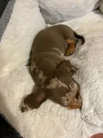 Coco, a female Miniature Dachshund for sale in Doswell, VA – 4 of 7