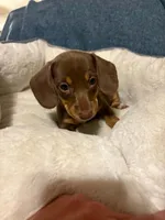 Snickers, a female Miniature Dachshund for sale in Doswell, VA – 2 of 6