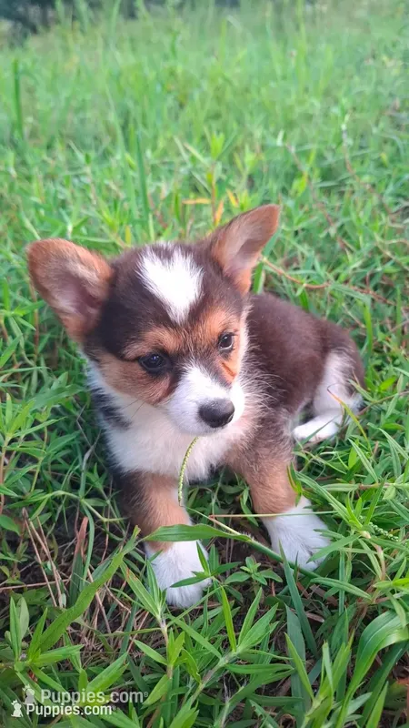Kodia – Pembroke Welsh Corgi puppy for sale in Doswell, VA