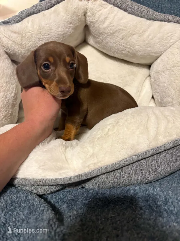 Snickerdoodle – Miniature Dachshund puppy for sale in Doswell, VA