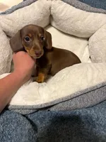 Snickers, a female Miniature Dachshund for sale in Doswell, VA – 4 of 6