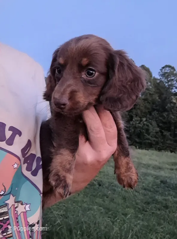 Kitkat – Miniature Dachshund puppy for sale in Doswell, VA