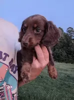 Kitkat, a male Miniature Dachshund for sale in Doswell, VA – 1 of 3