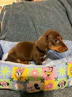 Mocha, a female Miniature Dachshund for sale in Doswell, VA – 4 of 4