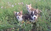 Chanel, a female Pembroke Welsh Corgi for sale in Doswell, VA – 3 of 5