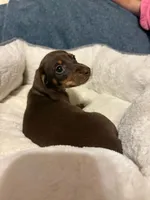 Rolo, a female Miniature Dachshund for sale in Doswell, VA – 3 of 3