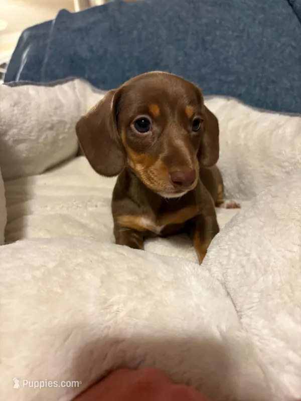 Snickers – Miniature Dachshund puppy for sale in Doswell, VA