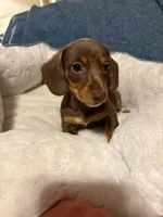 Snickers, a female Miniature Dachshund for sale in Doswell, VA – 1 of 6