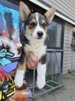 Zeke, a male Pembroke Welsh Corgi for sale in Doswell, VA – 5 of 7