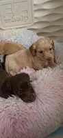 Marshall, a male Miniature Dachshund for sale in Doswell, VA – 2 of 2