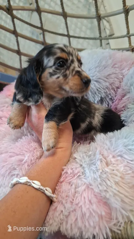 Maxwell – Miniature Dachshund puppy for sale in Doswell, VA