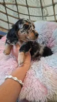 Maxwell, a male Miniature Dachshund for sale in Doswell, VA – 1 of 8