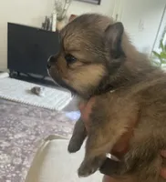 Chocolate Chip, a male Pomeranian for sale in Snohomish, WA – 3 of 4