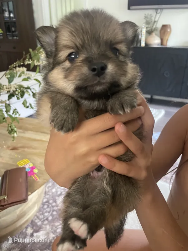 Chocolate Chip – Pomeranian puppy for sale in Snohomish, WA