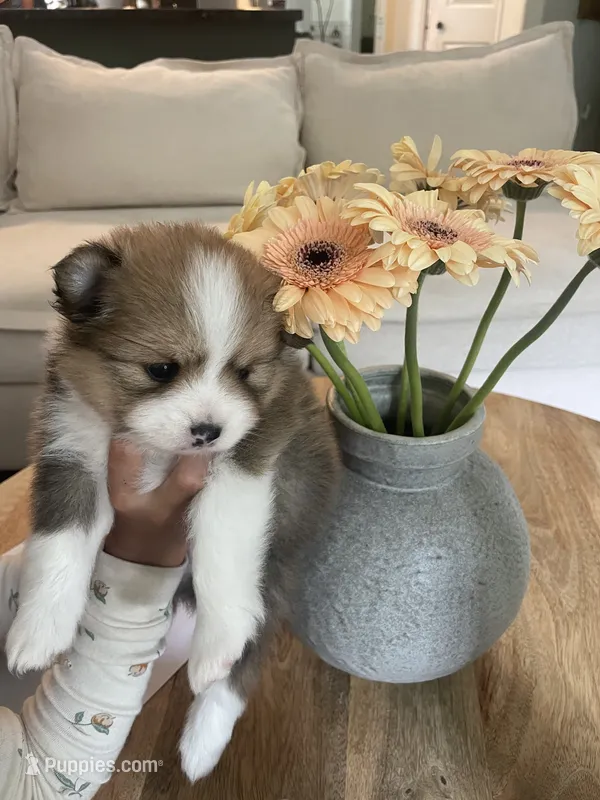 Mocha – Pomeranian puppy for sale in Snohomish, WA
