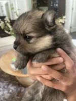 Chocolate Chip, a male Pomeranian for sale in Snohomish, WA – 4 of 4