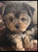 Baby, a male Yorkshire Terrier for sale in Bell, CA – 2 of 3