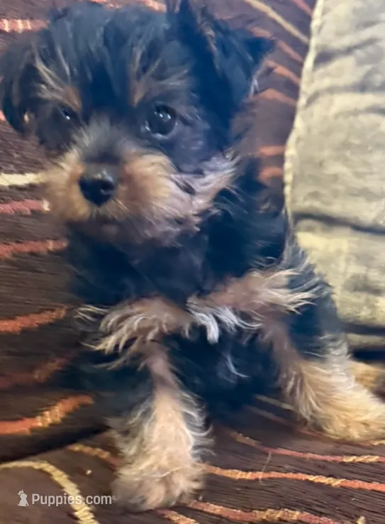 Boy – Yorkshire Terrier puppy for sale in Bell, CA