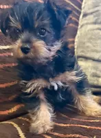 Boy, a male Yorkshire Terrier for sale in Bell, CA – 1 of 2