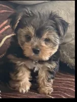 Baby, a male Yorkshire Terrier for sale in Bell, CA – 3 of 3