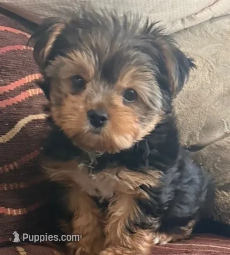 Baby – Yorkshire Terrier puppy for sale in Bell, CA