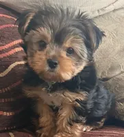Baby, a male Yorkshire Terrier for sale in Bell, CA – 1 of 3