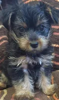 Boy, a male Yorkshire Terrier for sale in Bell, CA – 2 of 2