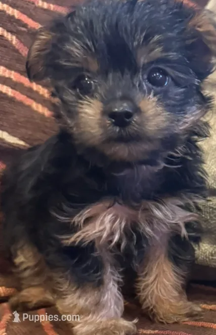 Girl – Yorkshire Terrier puppy for sale in Bell, CA