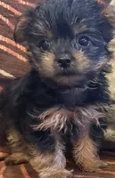Girl, a female Yorkshire Terrier for sale in Bell, CA – 1 of 1