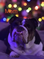 Biscuit, a male English Bulldog for sale in Pine Hall, NC – 5 of 5