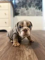 Biscuit, a male English Bulldog for sale in Pine Hall, NC – 3 of 5