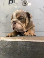 Biscuit, a male English Bulldog for sale in Pine Hall, NC – 2 of 5