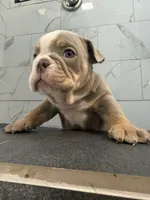 Pancake, a female English Bulldog for sale in Pine Hall, NC – 2 of 5
