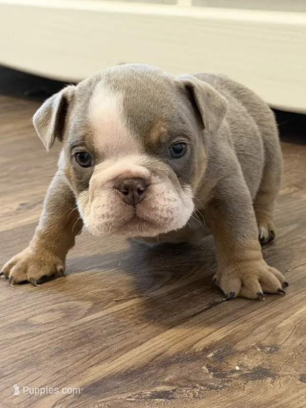Syrup – English Bulldog puppy for sale in Pine Hall, NC