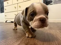 Syrup, a female English Bulldog for sale in Pine Hall, NC – 3 of 5