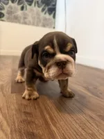 Gravy, a female English Bulldog for sale in Pine Hall, NC – 1 of 5