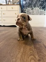 Pancake, a female English Bulldog for sale in Pine Hall, NC – 3 of 5