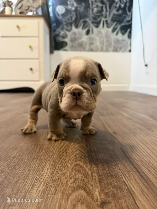 Pancake – English Bulldog puppy for sale in Pine Hall, NC